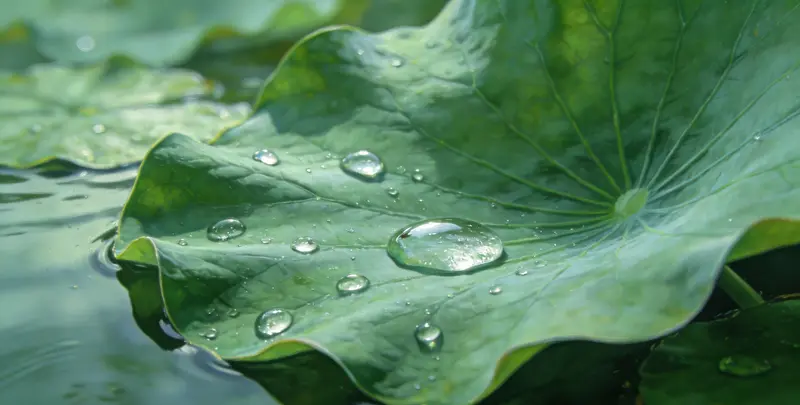 遗传性乳腺癌卵巢癌全面检测图4